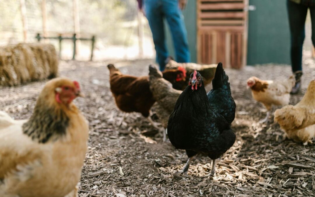 En Granja Las Villanas crían gallinas en libertad