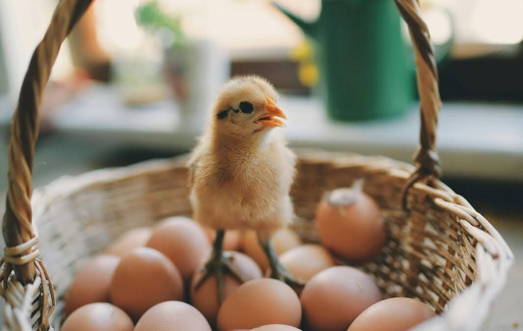 Huevos camperos: el estándar dorado de la calidad y frescura