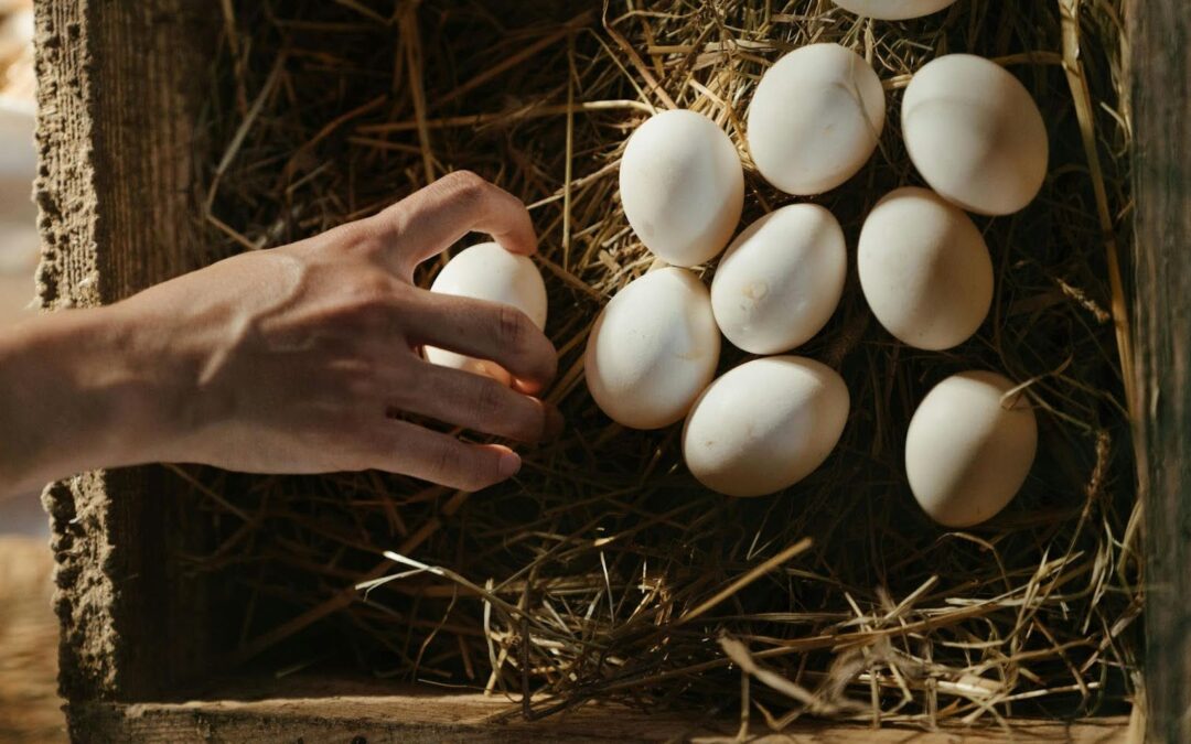 en Granja Las Villanas te contamos todo sobre el mito del colesterol en los huevos