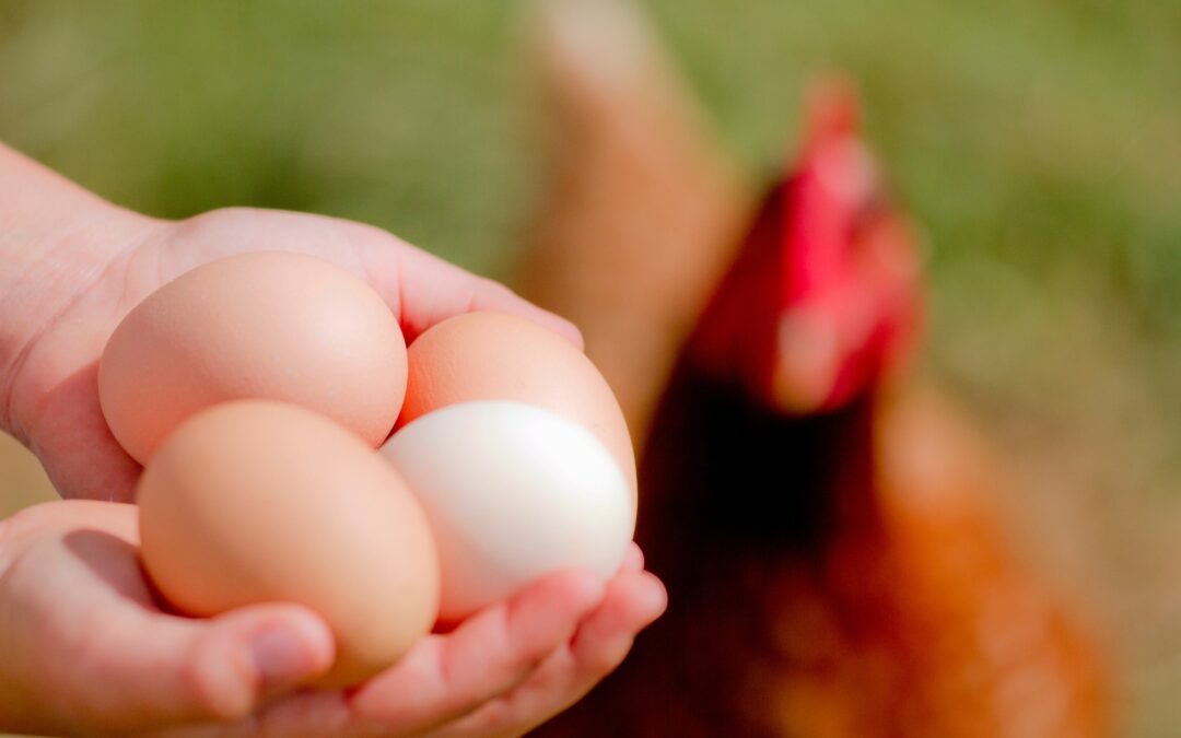 Huevos camperos y sostenibilidad