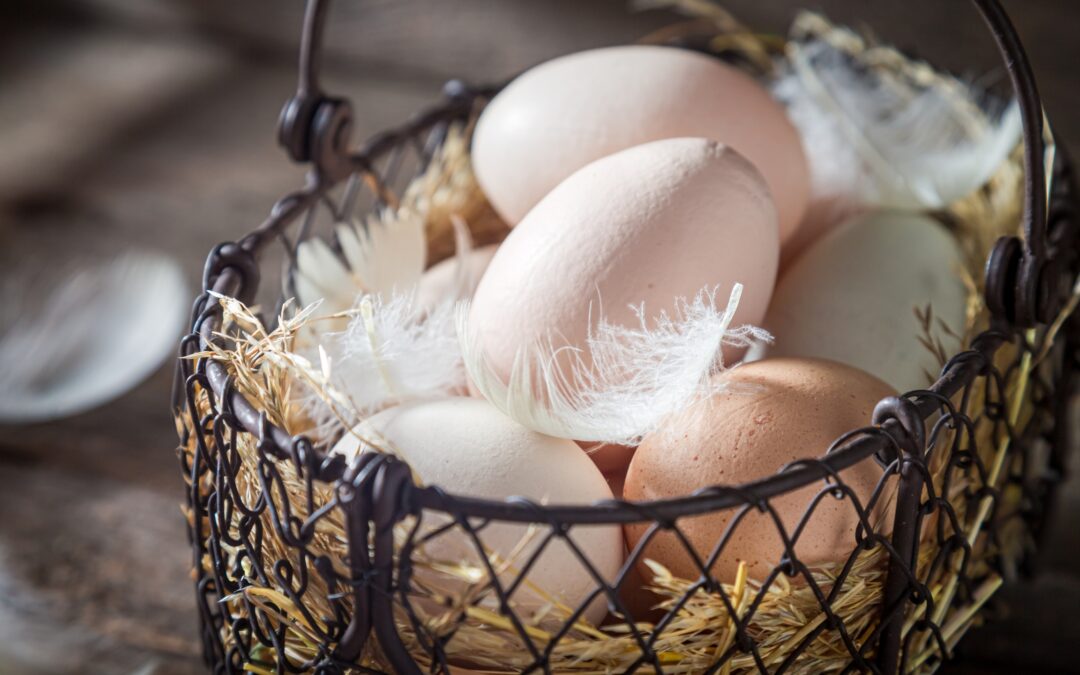 en granja las villanas te enseñamos a identificar huevos de calidad